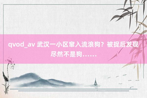 qvod_av 武汉一小区窜入流浪狗？被捉后发现尽然不是狗……