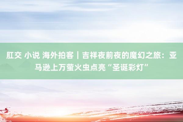 肛交 小说 海外拍客｜吉祥夜前夜的魔幻之旅：亚马逊上万萤火虫点亮“圣诞彩灯”